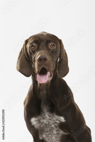 Studio portrait of an expressive german shorthaired pointer dog against white background © txemag
