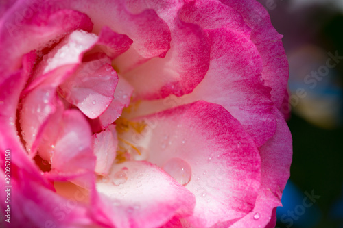 Pink rose closeup with water drops. Macro shot.