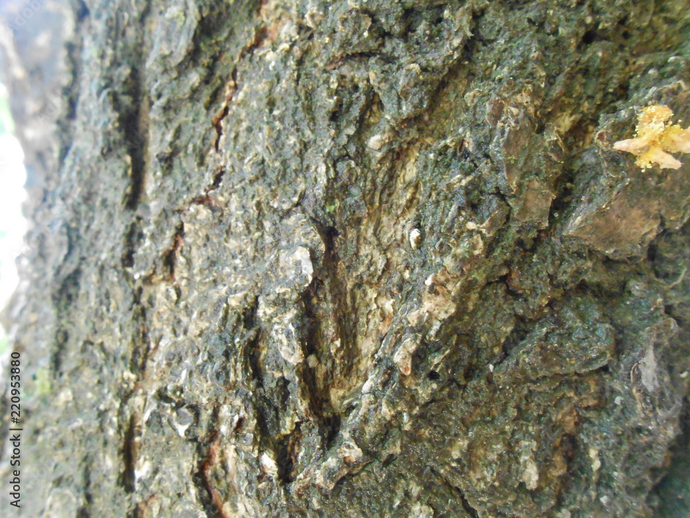 Tree trunk close up