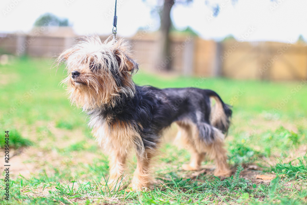 cute yorkshire terrier for a walk. rachiocampsis . cute yorkshire terrier for a walk. rachiocampsis .