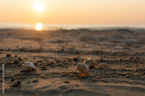 Close up on seashells on sand against wonderful sunrise over the sea with golden sun