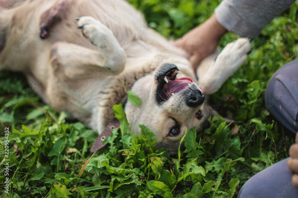 Obraz premium cheerful fat husky dog, lying on grass and smiling. positive pet.