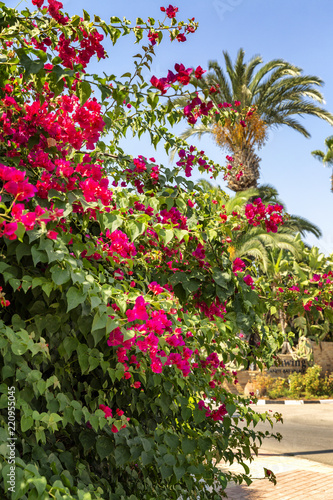 Fototapeta Naklejka Na Ścianę i Meble -  Flowering shrubs of the rhododendron and palm trees