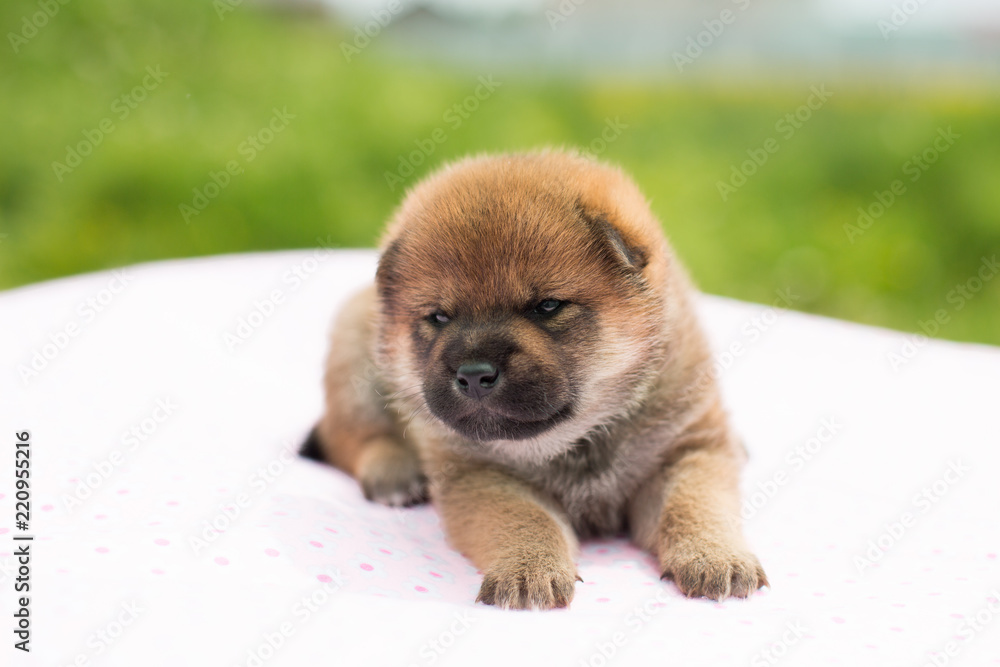 Close-up Portrait of cute two weeks old puppy breed shiba inu lying on the table