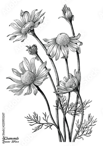 Chamomile flowers hand draw vintage clip art isolated on white background