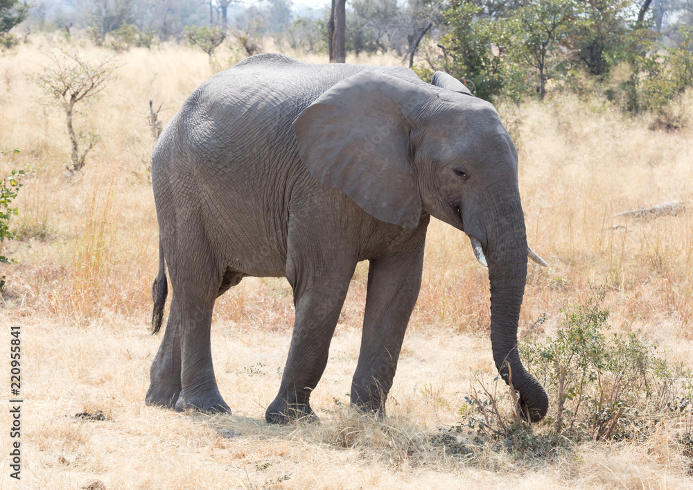 Fototapeta premium African elephant eating