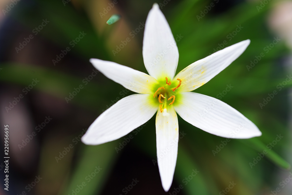 close up of beautiful rain lily flower