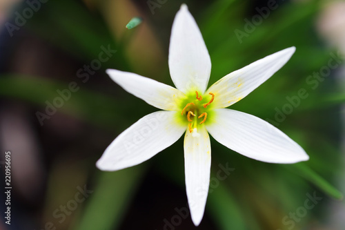 close up of beautiful rain lily flower