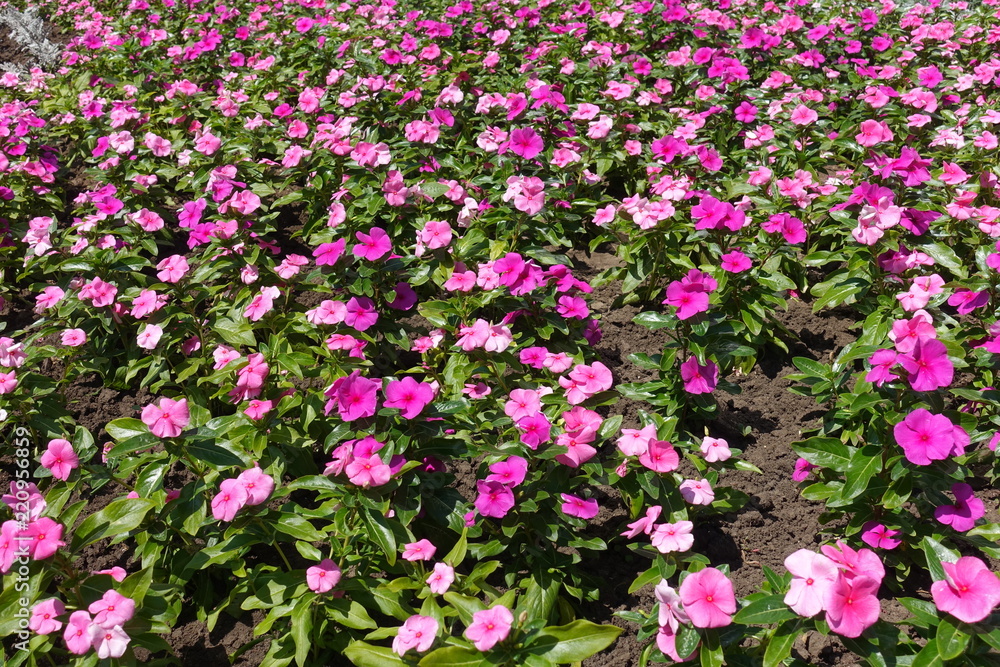 Flowerbed with lots of pink flowers of Catharanthus roseus Flowerbed with lots of pink flowers of Catharanthus roseus