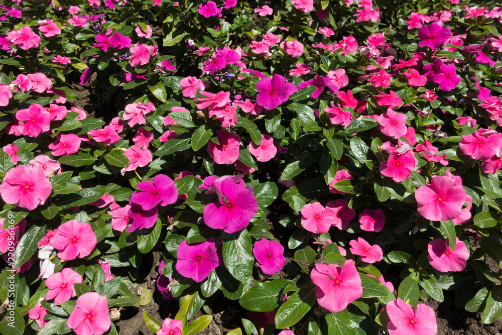Dense cluster of pink flowers of Catharanthus roseus