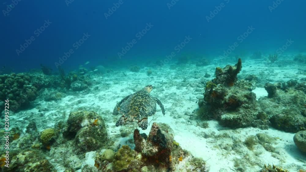 Hawksbill Sea Turtle swim in coral reef / Caribbean Sea / Curacao Hawksbill Sea Turtle swim in coral reef / Caribbean Sea / Curacao