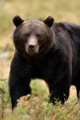 Bear powerful pose. Bear closeup in summer forest.