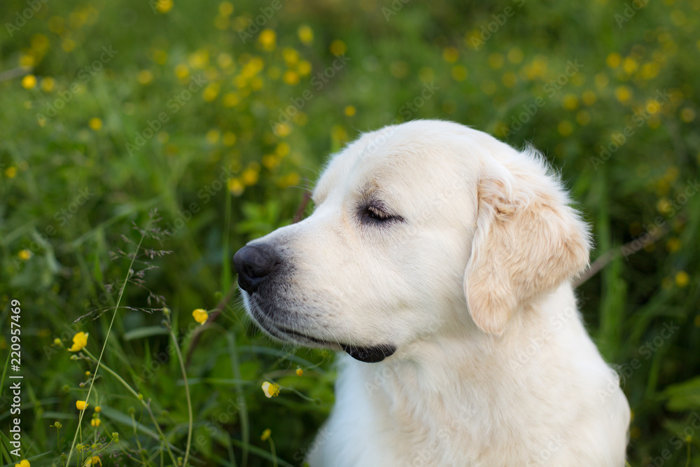 Close-up profile portrait of lovely white dog breed golden retriever in the green grass and flowers background Close-up profile portrait of lovely white dog breed golden retriever in the green grass and flowers background