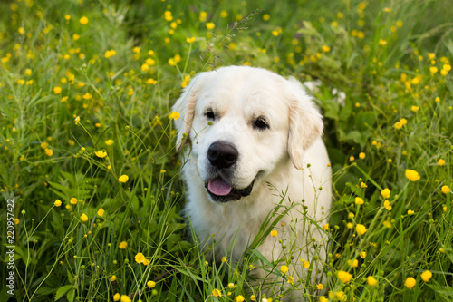 Profile portrait of beautiful golden retriever dog lying in the buttercup field in summer
