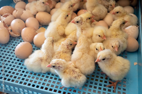 Happy and healthy newly hatched Bresse Gauloise French breed chicks in their incubator. Beautifully fluffy, cute and tiny baby chicken just see the world outside their shell for the first time.