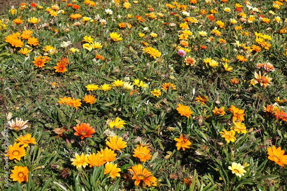 Lots of multicolored flowers of gazania in the flowerbed in autumn