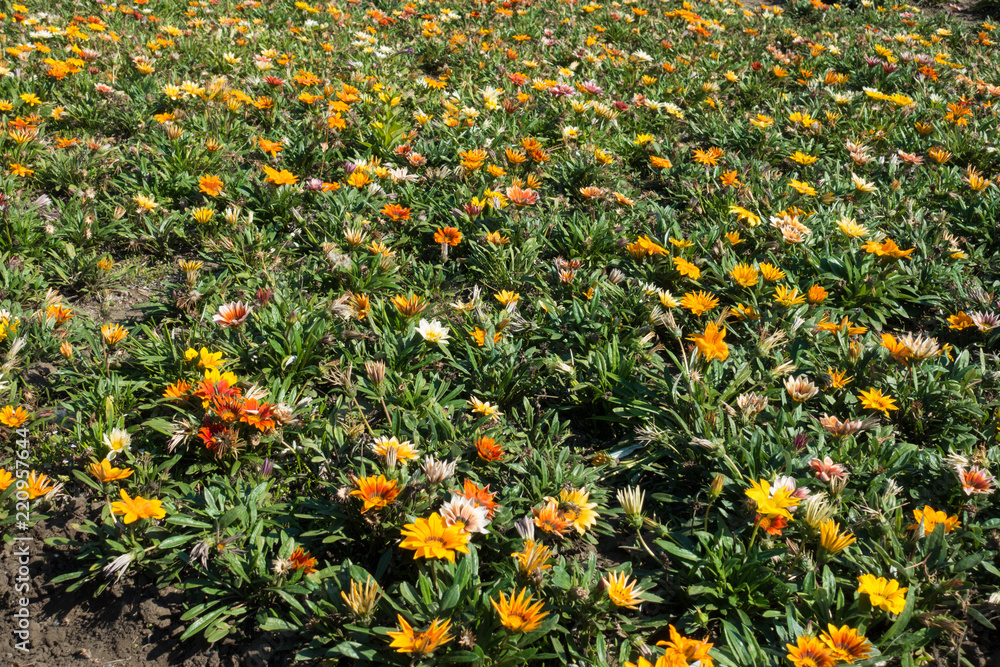 Ground covered with flowering gazanias in september