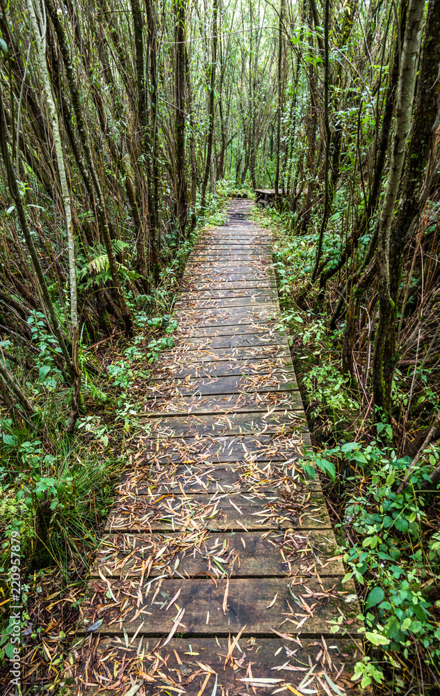 Obraz premium old footpath