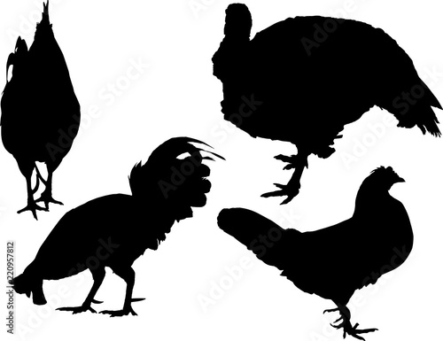 turkey and three roosters silhouettes on white