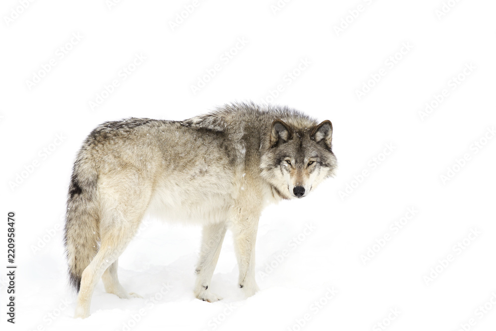 Naklejka premium Samotny wilk leśny lub wilk szary (Canis lupus) na białym tle na białym tle spacerujący po śniegu zimą w Kanadzie