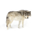 A lone Timber wolf or Grey Wolf (Canis lupus) isolated against a white background walking in the winter snow in Canada