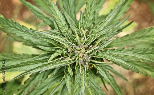 Cannabis plant  close-up