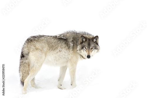 A lone Timber wolf or Grey Wolf (Canis lupus) isolated against a white background walking in the winter snow in Canada © Jim Cumming