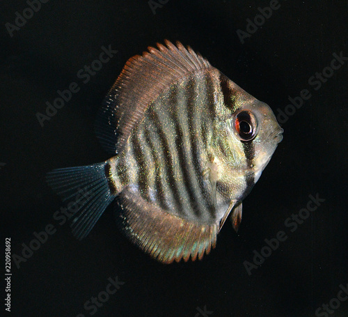 Turquoise Discus (Symphysodon Aequifaciatus Haraldi-juvenile) in freshwater aquarium photo