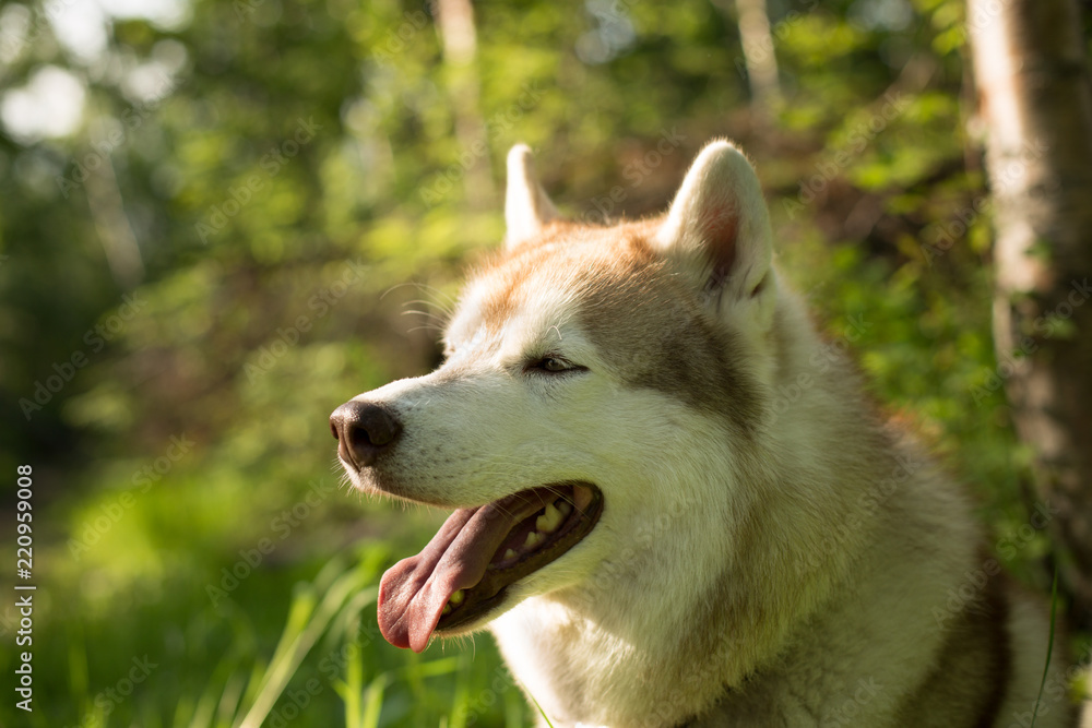 Profile Portrait of beige dog breed siberian husky with tonque hanging out sitting in green grass and orange wild lilies Profile Portrait of beige dog breed siberian husky with tonque hanging out sitting in green grass and orange wild lilies