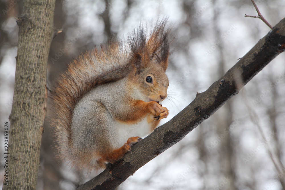 squirrel squirrel