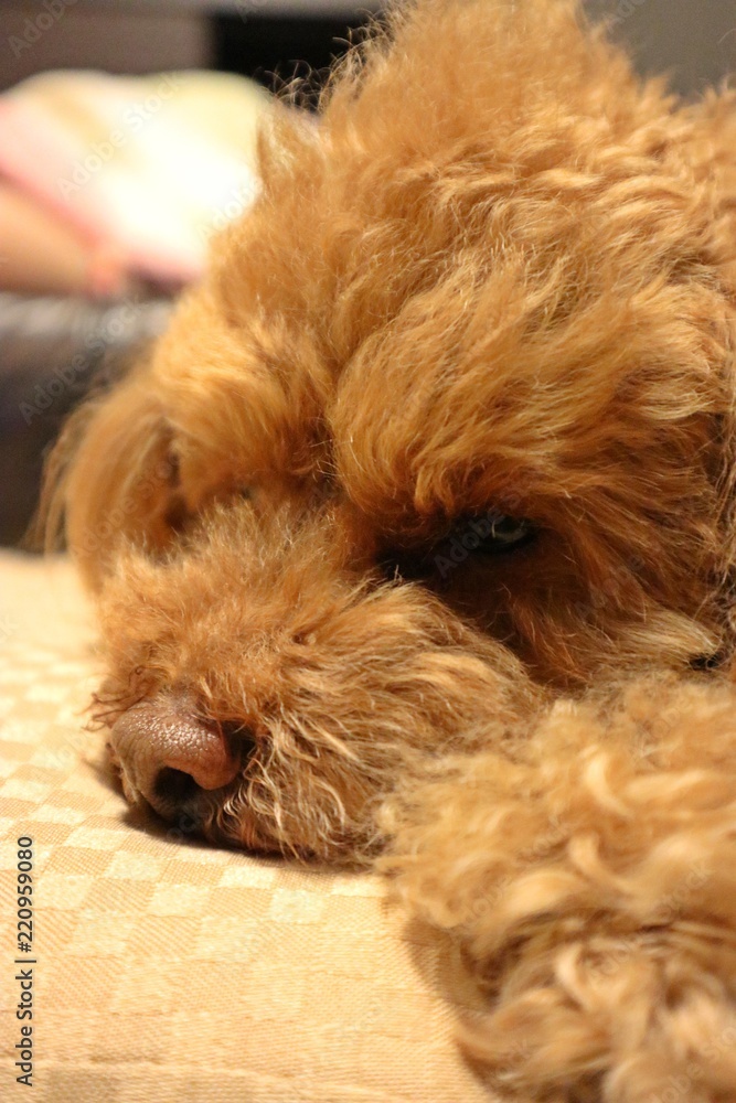 Fototapeta premium 眠たいワンコ