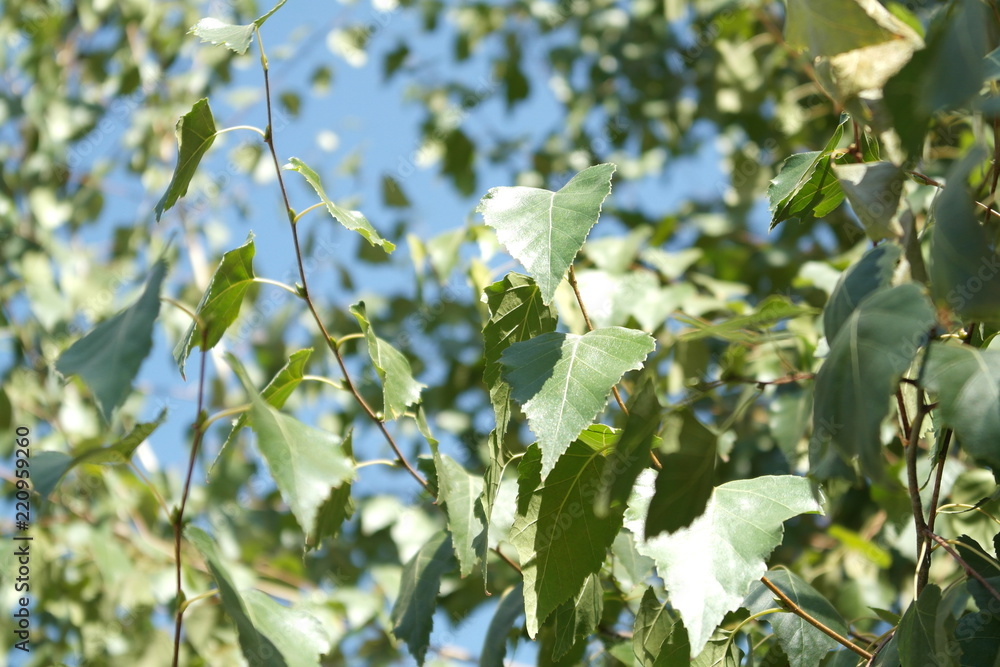 Birch Birch