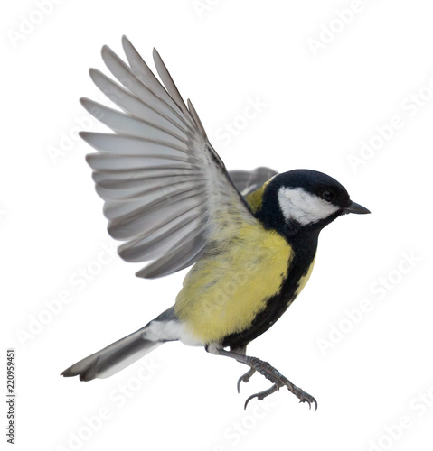 closeup of flying isolated great tit © Alexander Potapov