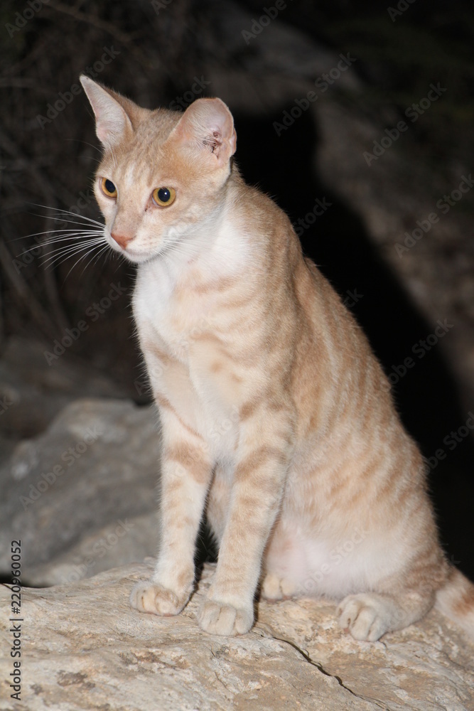The Cyprus cat
