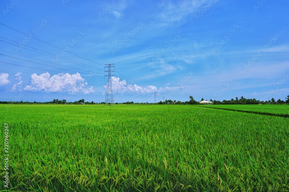 Green paddy rice field background
