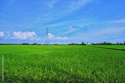 Green paddy rice field background