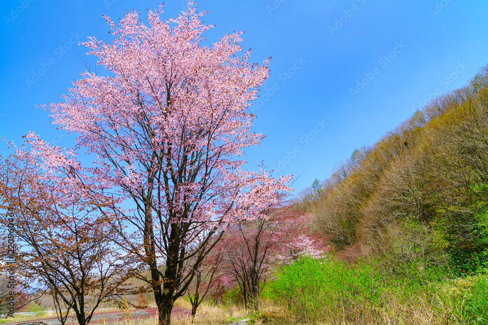 風景物語