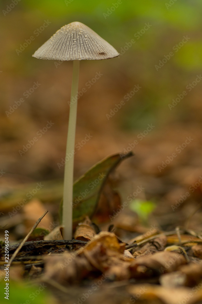 Wild mushrooms growing up in Forest close up.