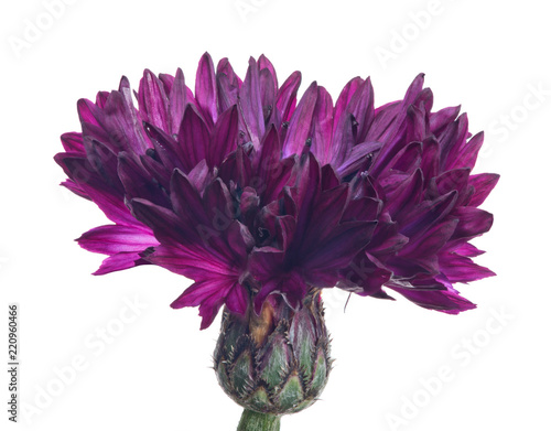 dark purple single cornflower bloom