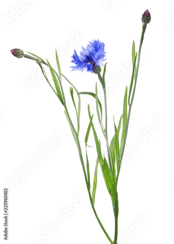 blue cornflower bloom and two buds on stem