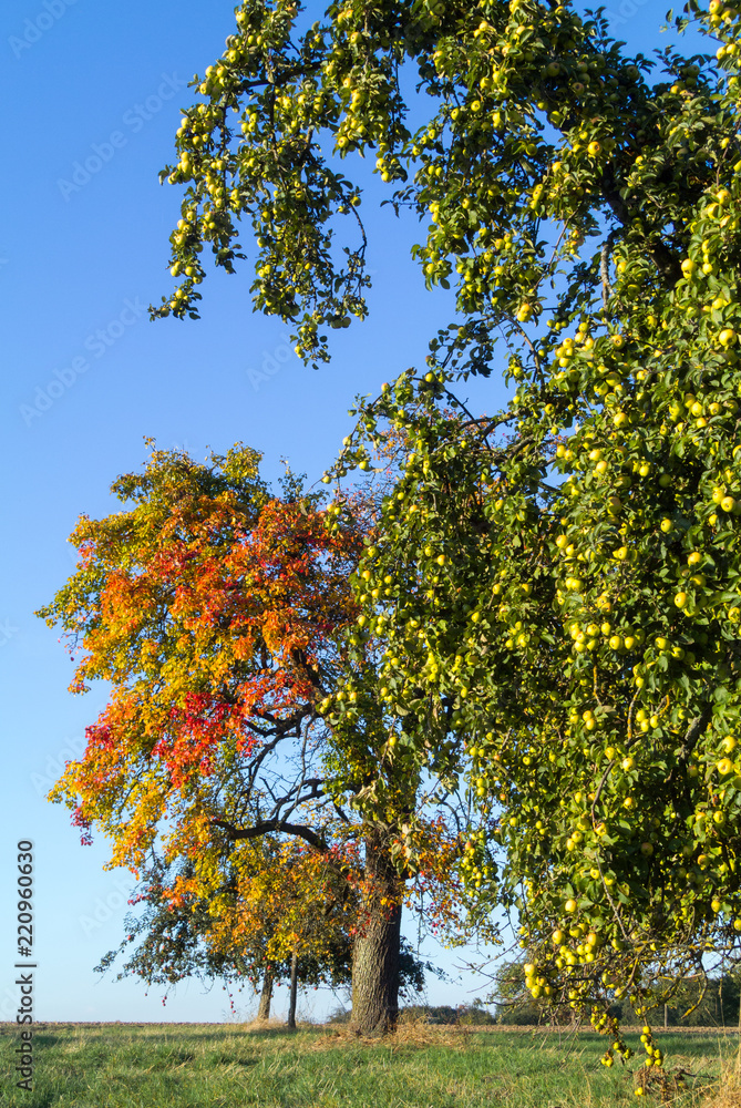Streuobstwiese / Obstbaum im Herbst