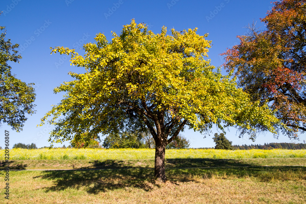 Obraz premium Obstbaum mit Herbstfarben auf einer Streuobstwiese, blühendes Gelbsenffeld im Hintergrund