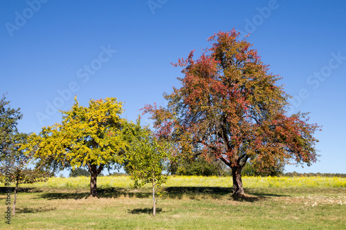 Herbstfarben auf einer Streuobstwiese mit blühendem Gelbsenffeld im Hintergrund 