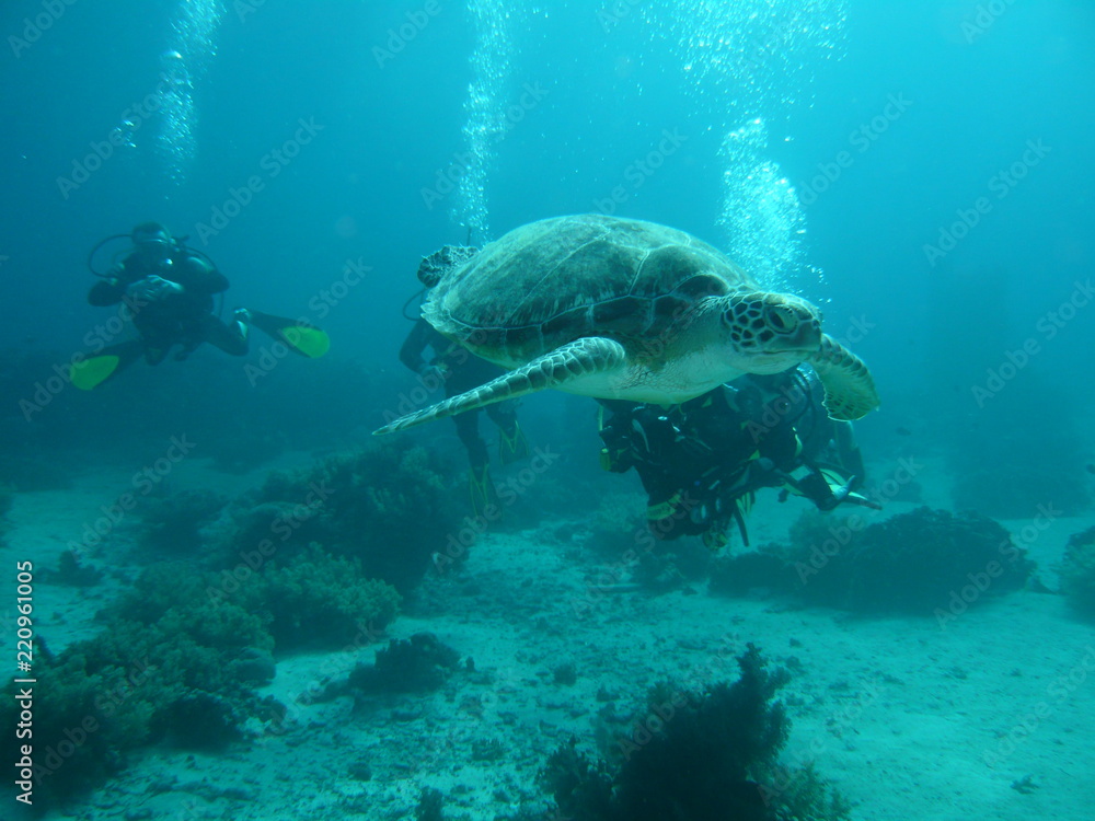 Fototapeta premium turtle