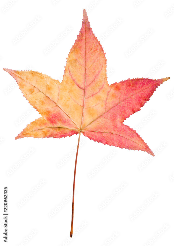 autumn sweetgum leaf on white autumn sweetgum leaf on white