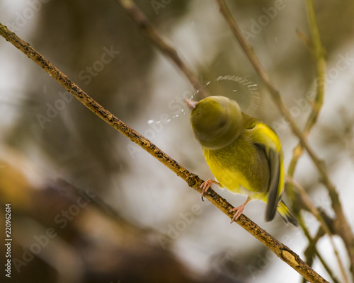 Greenfinch shaking off water photo