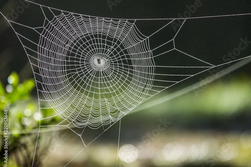 Spider web in sunny forest.