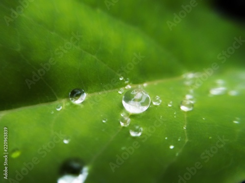 Closeup green leaf macro with water.