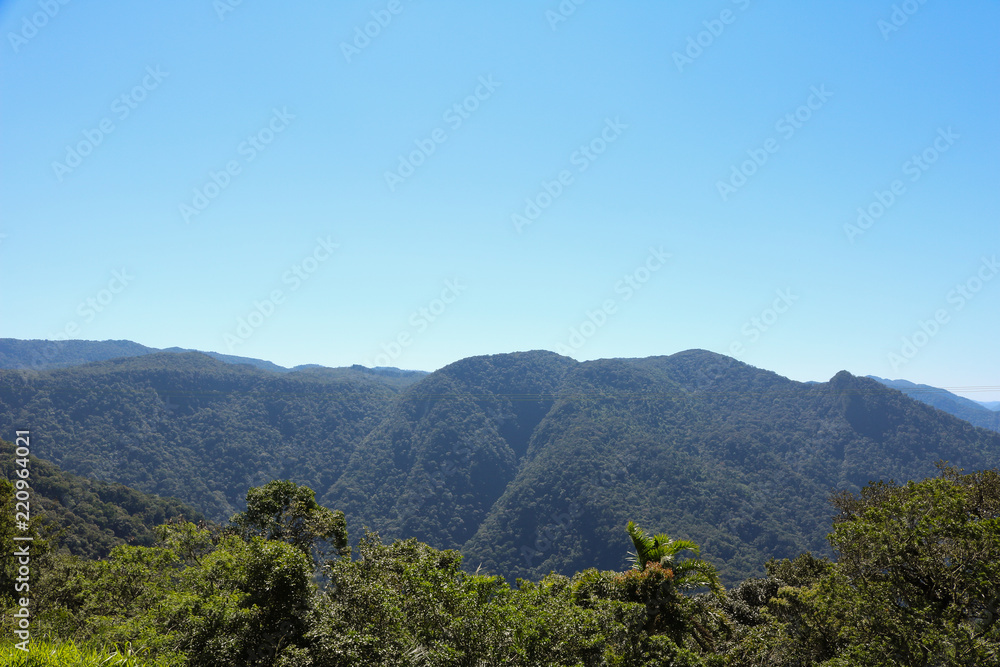 Fototapeta premium Panoramic view of green tropical forest trees and blue sky background - Atlantic forest in Brazil