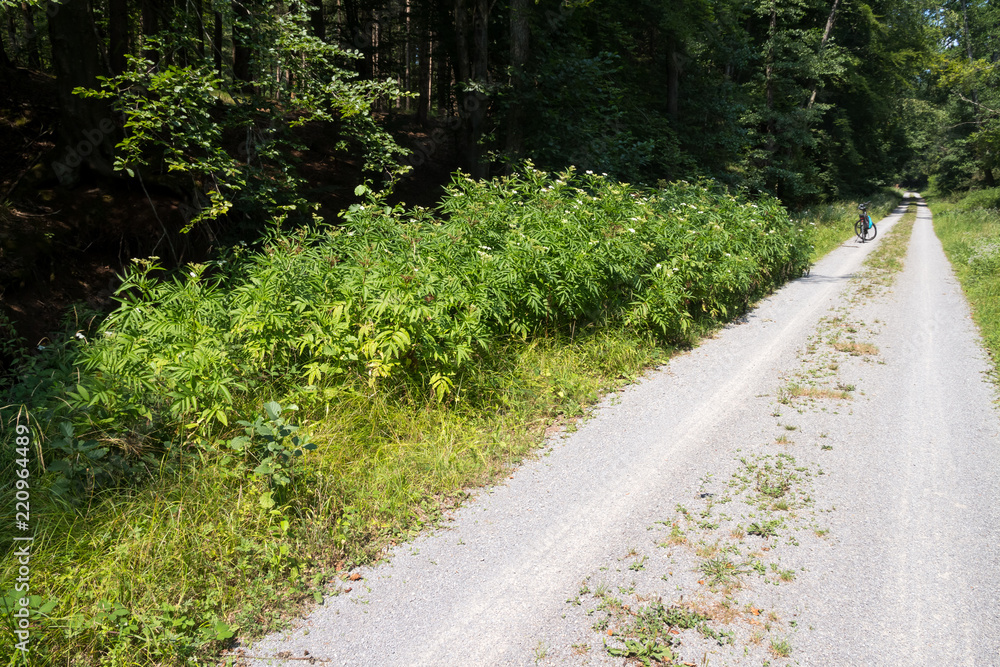 Fototapeta premium Zwerg-Holunder (Sambucus ebulus) Bestand entlang eines Waldweges in Süddeutschland